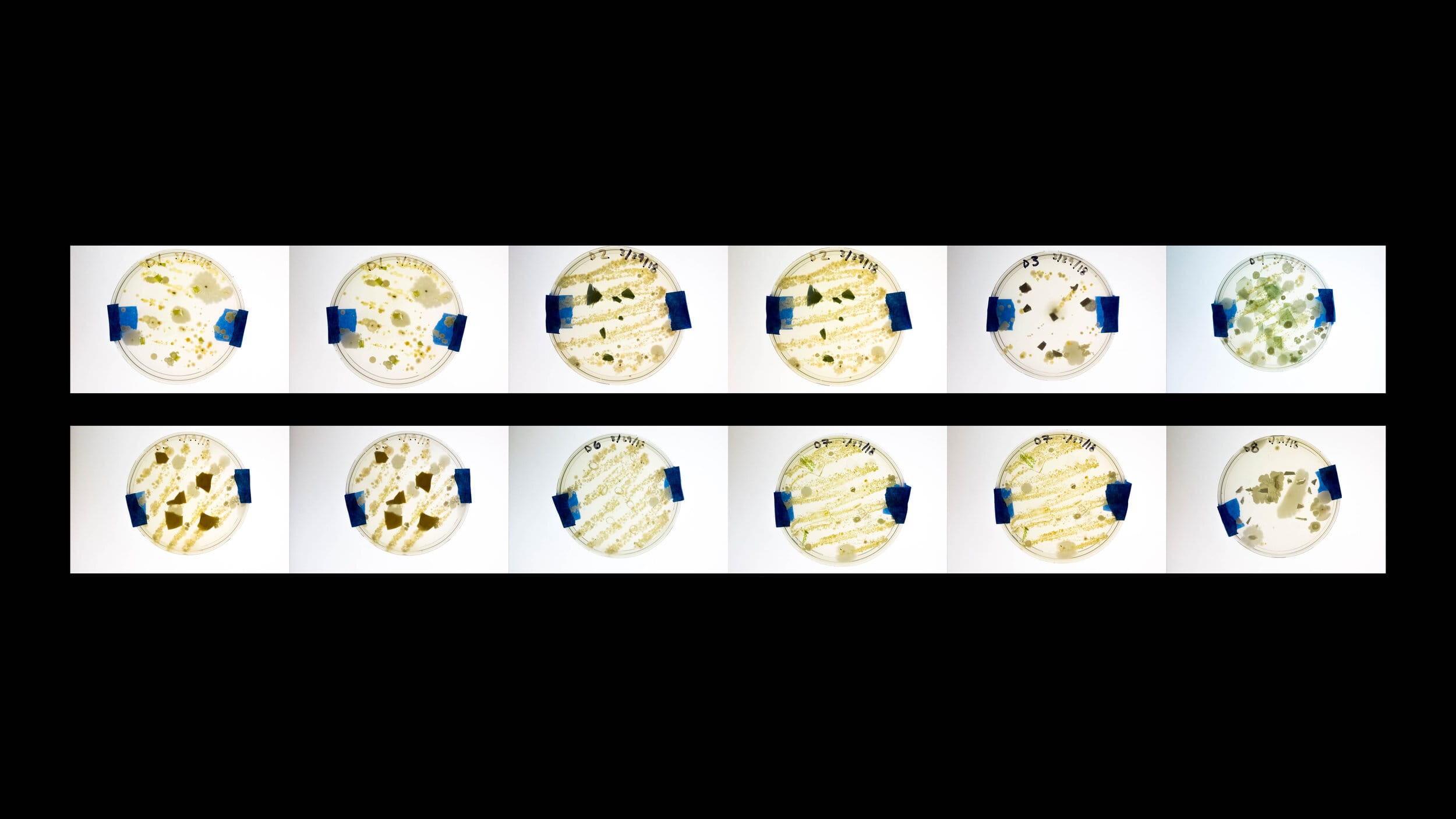 “The Breakup”, the study that investigates the action of micro-organism on plastic waste